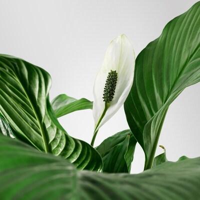 Комнатное растение Спатифиллум в горшке 12 см IKEA SPATHIPHYLLUM 601.449.01 - фото 5 - id-p1623300197