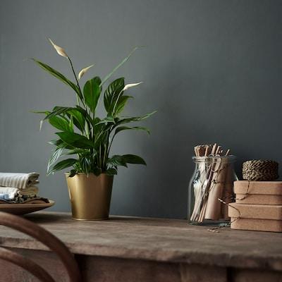 Комнатное растение Спатифиллум в горшке 12 см IKEA SPATHIPHYLLUM 601.449.01 - фото 6 - id-p1623300197