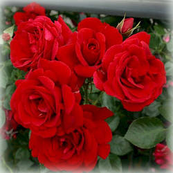 Троянда плетиста Симпаті (Sympathie)