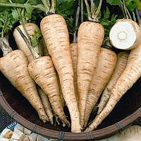 Насіння Пастернаку