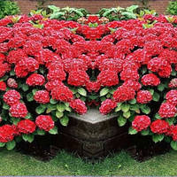 Гортензия крупнолистная Ред барон, Hydrangea macrophylla Red Baron