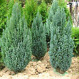 Кипарисовик Лавсона Алюмі, Chamaecyparis lawsoniana Alumii, фото 3