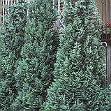 Кипарисовик Лавсона Алюмі, Chamaecyparis lawsoniana Alumii, фото 4