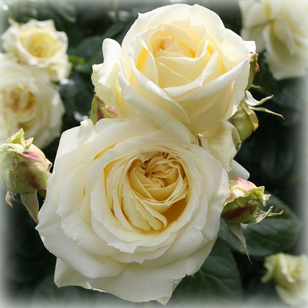 Троянда плетиста Ельф (Elfe), фото 1