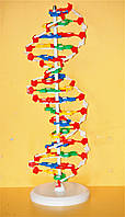 Модель Структура ДНК 65 см для кабинета биологии