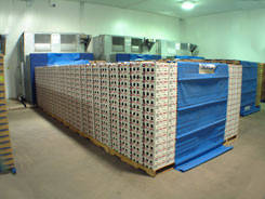 Холодильне обладнання для охолодження ягід