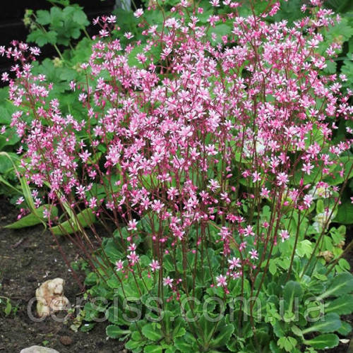 Камнеломка (Ломикамінь) тіньова, Saxifraga umbrosa