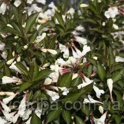 Вейгела квітуча Блек енд Уайт Weigela florida Black and White (горшик 0,5л)