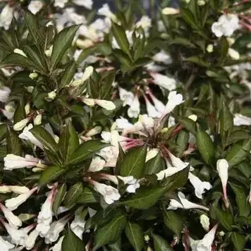 Вейгела квітуча Блек енд Уайт Weigela florida Black and White (горшик 0,5л)