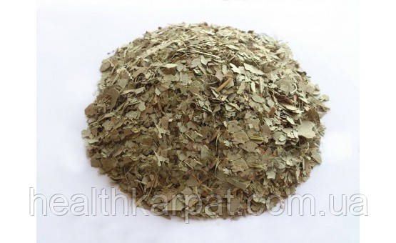 Евкаліпт листя 1 кг, фото 1