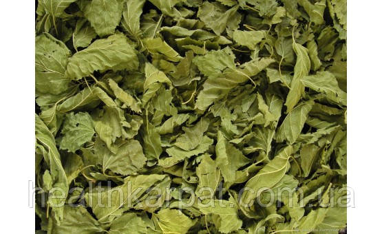 Шовковиця біла листя 50 грамм, фото 1