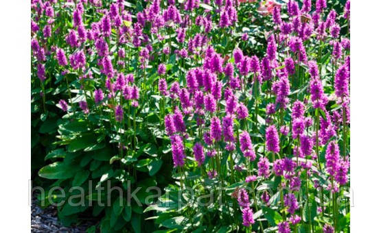 Чистотіл корінь 50 грамм, фото 1