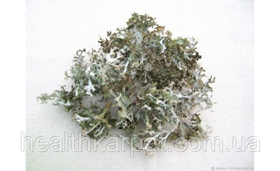 Цетрарія ісландська Ісландський мох 500 грамм, фото 1