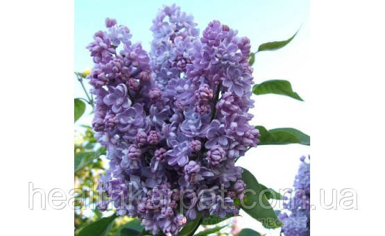 Квіти сирень 50 грамм, фото 1