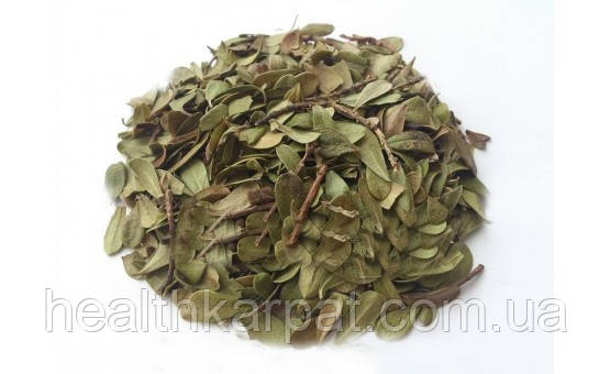 Толокнянка лист 50 грамм, фото 1