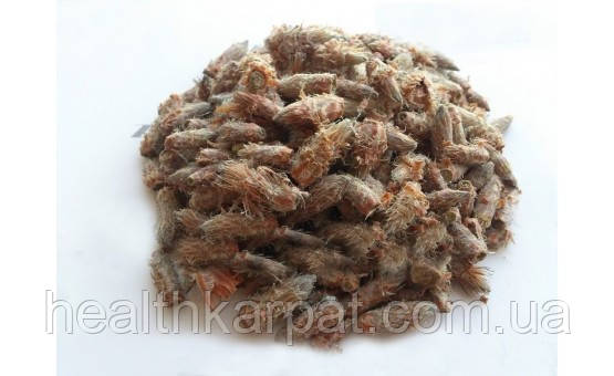 Сосна бруньки 50 грамм, фото 1