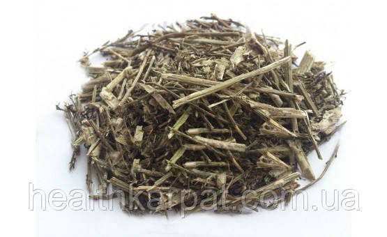 Солянка пагорба трава 1 кг, фото 1