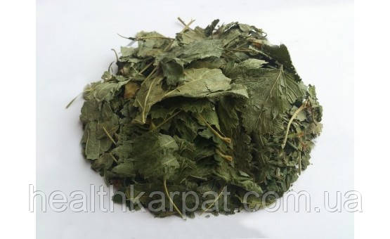 Смородина чорна листя 1 кг, фото 1