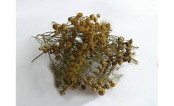 Пижма трава, 50 грамм