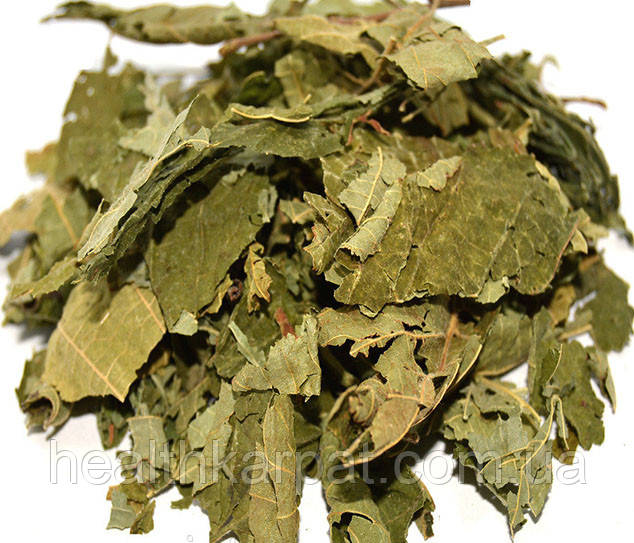 Ліщина звичайна листя 50 грамм, фото 1