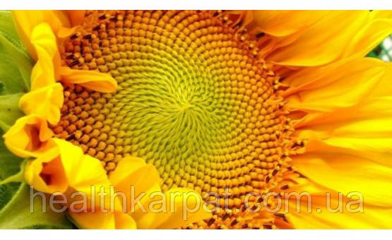 Пелюстки соняшника 50 грамм, фото 1