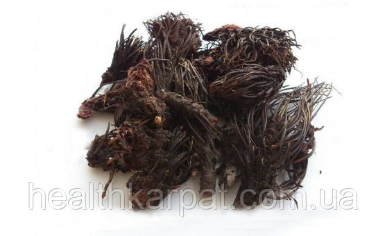 Червона щітка корінь 1 кг, фото 1