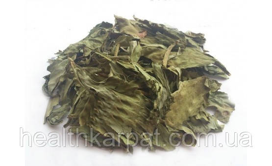 Вахта трехлистная листья 500 грамм - фото 1 - id-p1623954751