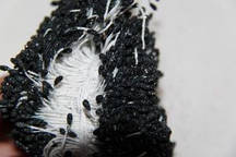 Квіткова тичинка з блискітками 0,3 см чорного кольору 1700шт