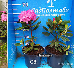 Рододендрон Люмина "lumina" в конт. 8л, фото 3