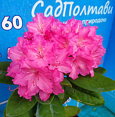 Рододендрон Люмина "lumina" в конт. 8л, фото 3