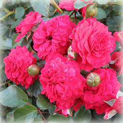 Троянда грунтопокривна Хеллоу (Hello)