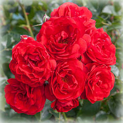 Троянда грунтопокривна Скарлет Мейяндекор / Ред Фейрі (Scarlet Meillandecor)