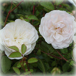 Троянда грунтопокривна Свані (Swany)