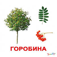 Карточки большие украинские с фактами ламин. "Деревья"