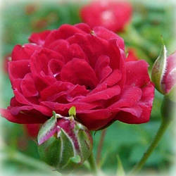 Троянда грунтопокривна Ред Каскад (Red Cascade)