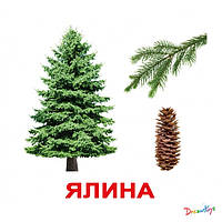 Карточки большие украинские с фактами "Деревья"