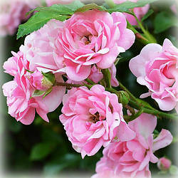 Троянда грунтопокривна Зе Фейрі (The Fairy)