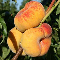 Саджанці персика Sweet Bagel (Світ Багел)
