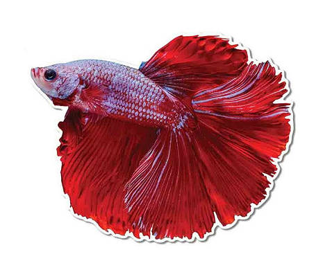 Вінілова наклейка Betta fish, N13430., фото 1
