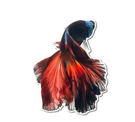 Вінілова наклейка Betta fish, N13128., фото 1