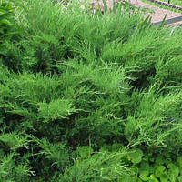 Ялівець козацький Мас саджанці в контейнерах Juniperus sabina Mas