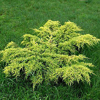 Ялівець середній Голд Кіссен саджанці в горщиках Juniperus рfitzeriana Goldkissen