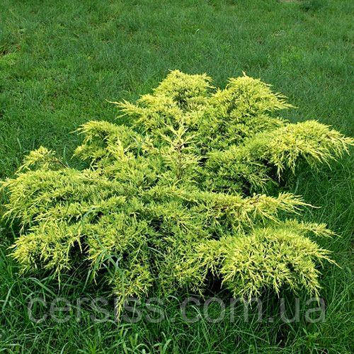 Ялівець середній Голд Кіссен саджанці в горщиках Juniperus рfitzeriana Goldkissen