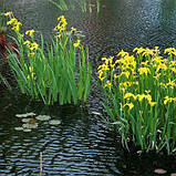 Ірис псевдоаіровий, Iris pseudacorus, фото 3