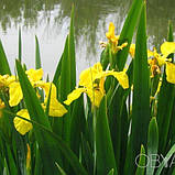 Ірис псевдоаіровий, Iris pseudacorus, фото 2