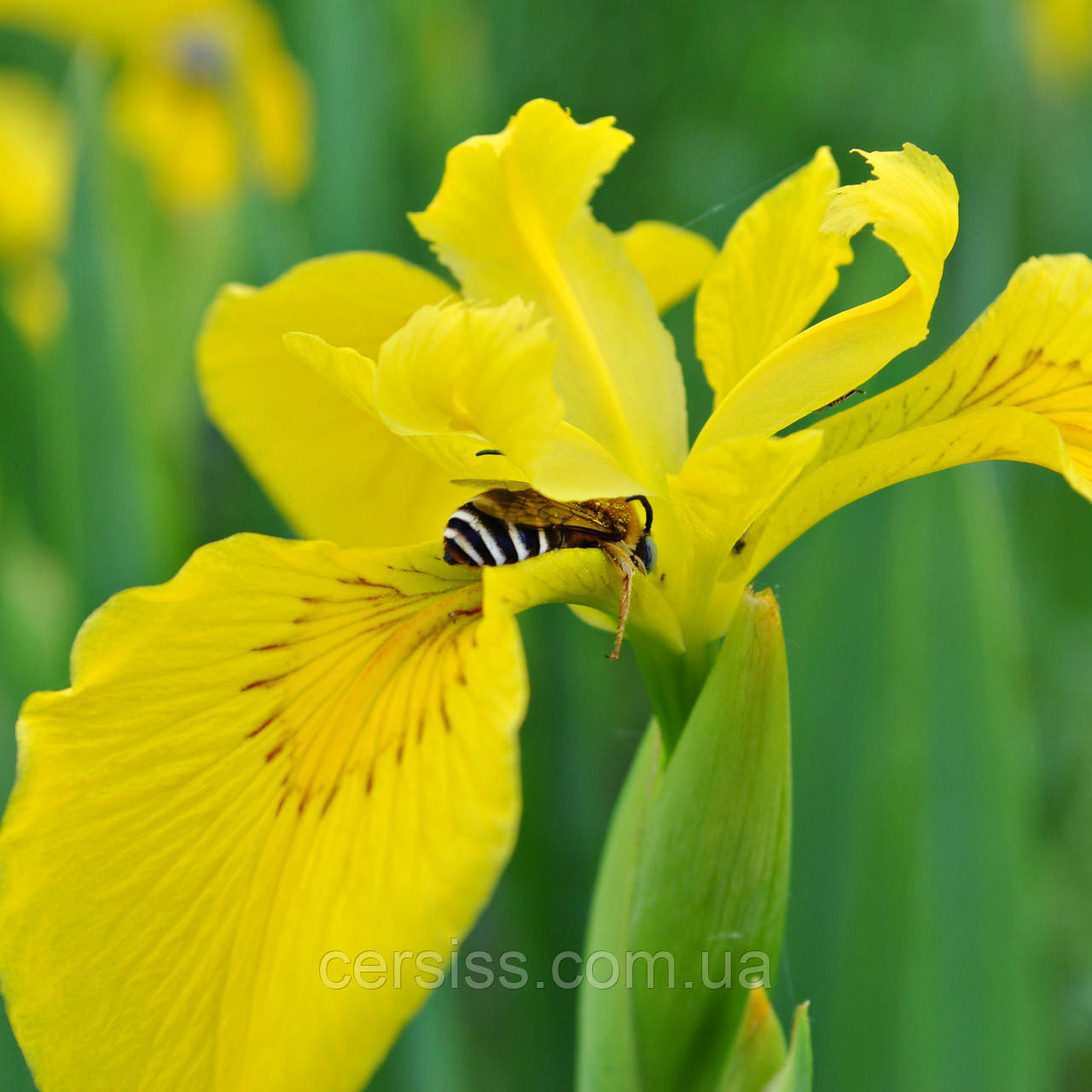 Ірис псевдоаіровий, Iris pseudacorus