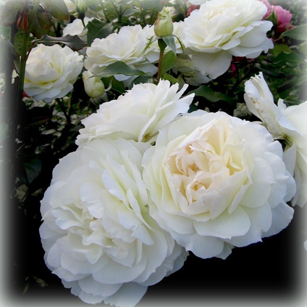 Троянда Чайковський (Tchaikovski), флорибунда в контейнері, фото 1