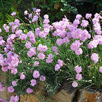 Гвоздика перистая светло-розовая, Dianthus plumarius