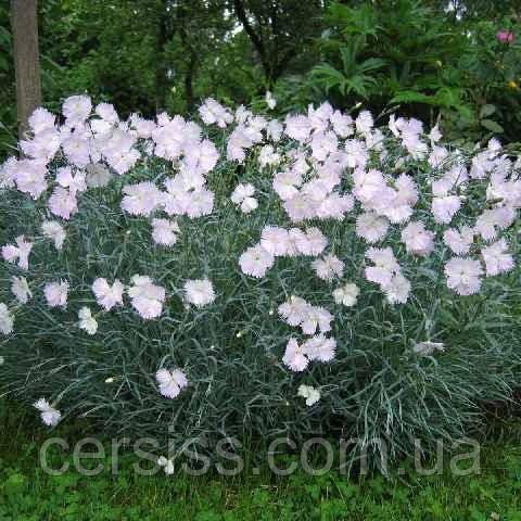 Гвоздика периста біла, Dianthus plumarius