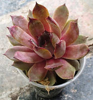 Молодило Хепе велл. Розсада в контейнерах Д5.